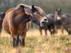 Exmoor pony in Devon.