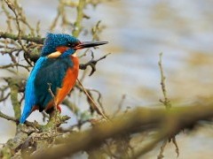 Kingfisher in Devon.