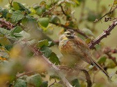 Cirl bunting in Devon.