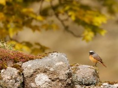 Redstart in Devon.