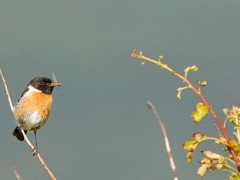 Stonechat in Devon.