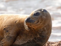 Juvenile seal in Devon.