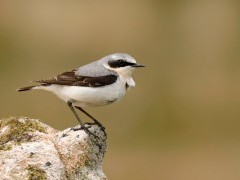 Wheatear in Devon.