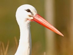 White stork in Devon.