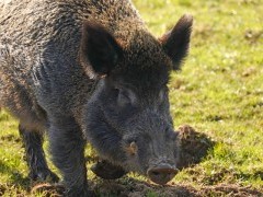 Wild boar in Devon.