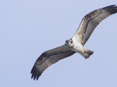 Osprey in the UK.