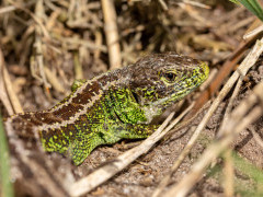 Sand lizard in the UK
