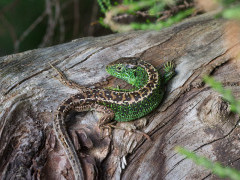 Sand lizard in the UK