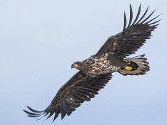 White-tailed eagle in the UK.