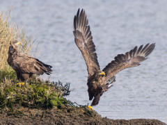 White-tailed eagle in the UK.