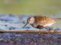 Dunlin in the UK