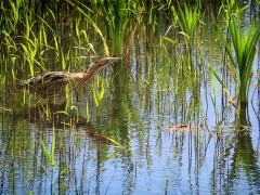 Eurasian bittern in the UK