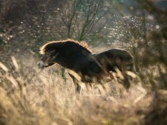 Exmoor pony in Exmoor National Park, UK
