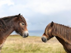 Exmoor ponies in Exmoor National Park, UK