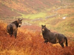 Exmoor ponies in Exmoor National Park, UK