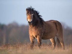 Exmoor pony stallion in Exmoor National Park, UK