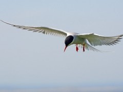 Arctic tern