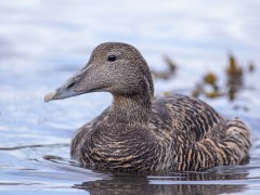 Female eider duck