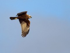 Female marsh harrier