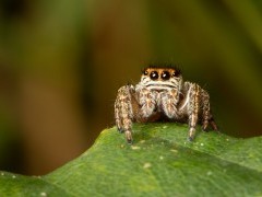 Zebra jumping spider in Hampshire.