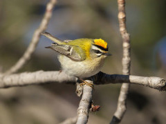 Firecrest in the UK