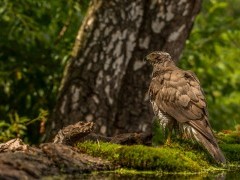 European goshawk
