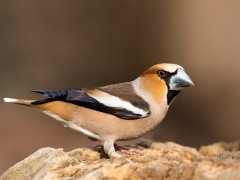 Hawfinch