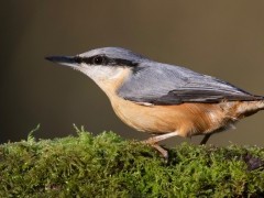Nuthatch