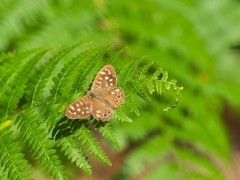 Speckled wood butterfly
