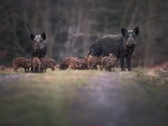 Wild boar family