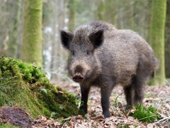 Wild boar