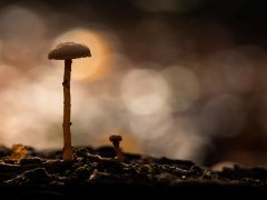 Fungi in the New Forest.