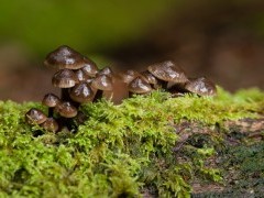 Fungi in the New Forest.