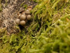 Fungi in the New Forest.