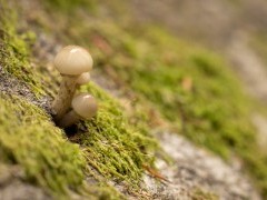 Fungi in the New Forest.