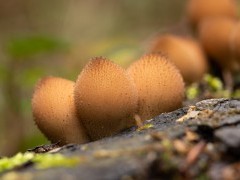 Fungi in the New Forest.