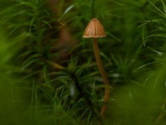 Fungi in the New Forest.
