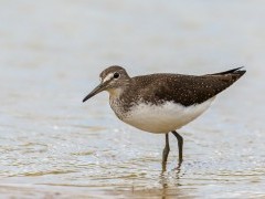 Green sandpiper