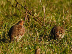 Grey partridge in the UK.