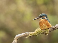 Common kingfisher in Hampshire, UK.