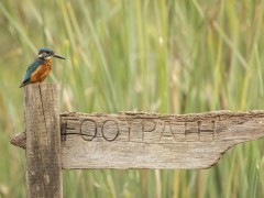 Common kingfisher in Hampshire, UK.