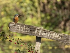 Common kingfisher in Hampshire, UK.