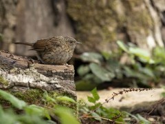 Dunnock in Hampshire, UK.