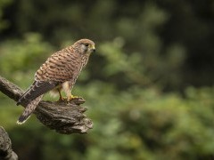 Kestrel in Hampshire, UK.