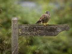 Kestrel in Hampshire, UK.