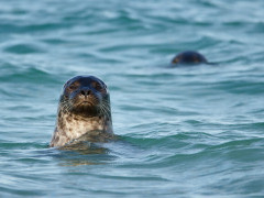 Harbour seal in the UK