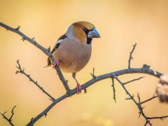 Hawfinch