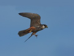 Hobby in the UK