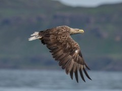 White-tailed eagle in Isle of Mull, Scotland