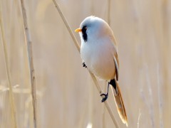 Bearded tit in Lancashire